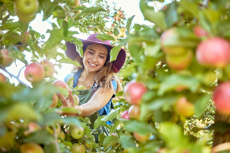 Woman picking fruit
